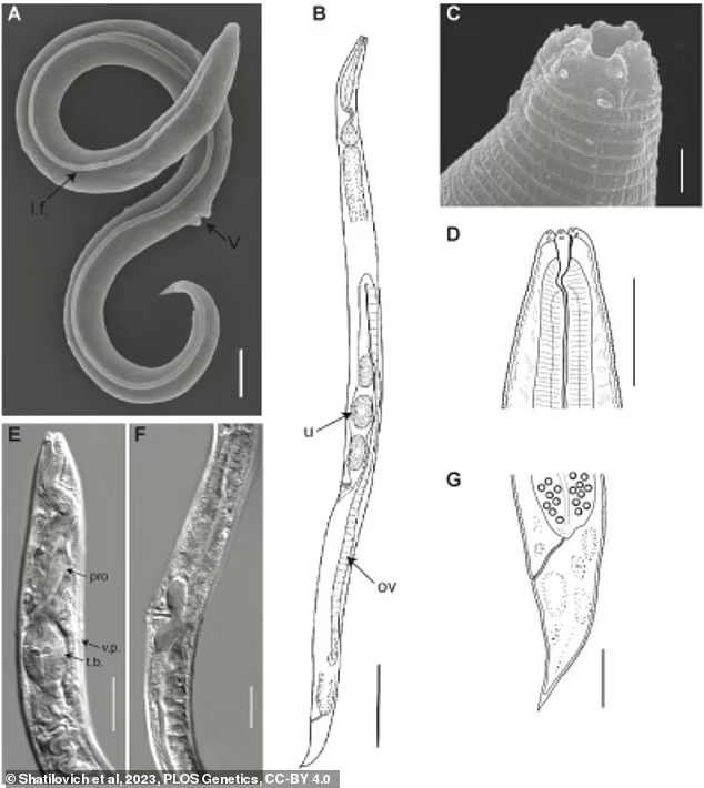 4.6万年后，一群蛔虫“起死回生”！还生了100多代