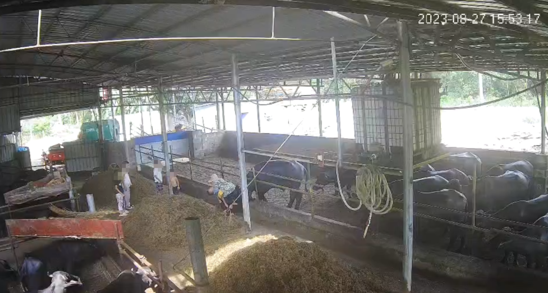 广西一6岁男孩在自家牛棚玩耍被公牛顶撞，村委会：孩子已不幸去世 ... ...