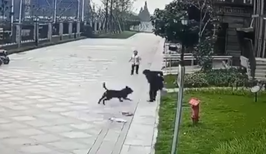 被恶犬咬伤女童母亲再发声：已找到涉事黑狗，孩子目前仍昏迷 ... ...