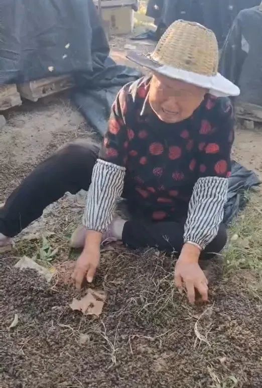 “60箱蜜蜂，一夜死光”！最新情况
