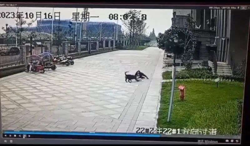 最新：被咬女童已转出ICU！关于200万捐款……