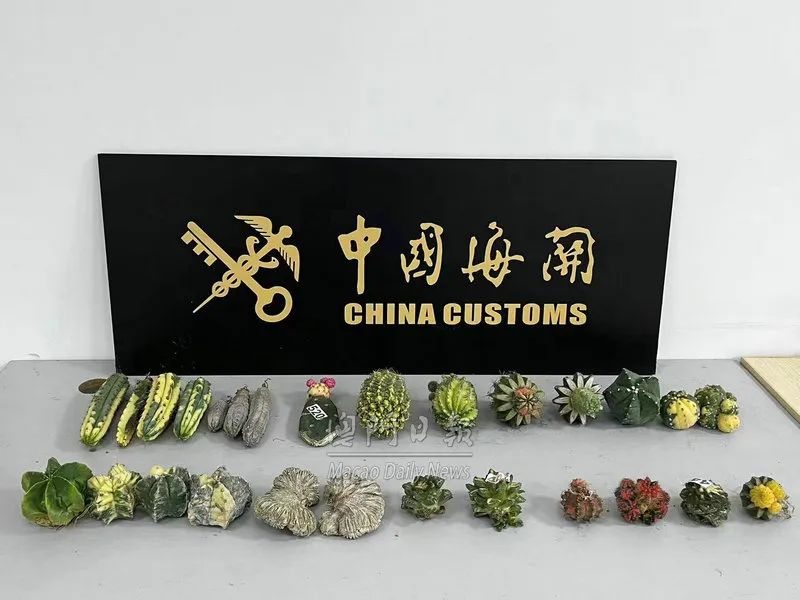九洲海关对一批出境邮件检查时 查获27株濒危植物