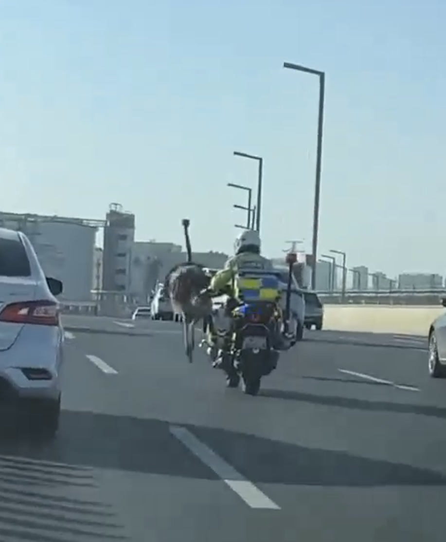 鸵鸟在郑州街头狂奔十几公里，网友：它也要赶去上班打卡