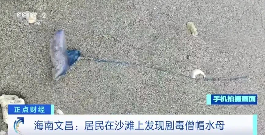 别碰！有剧毒！这一沙滩已出现