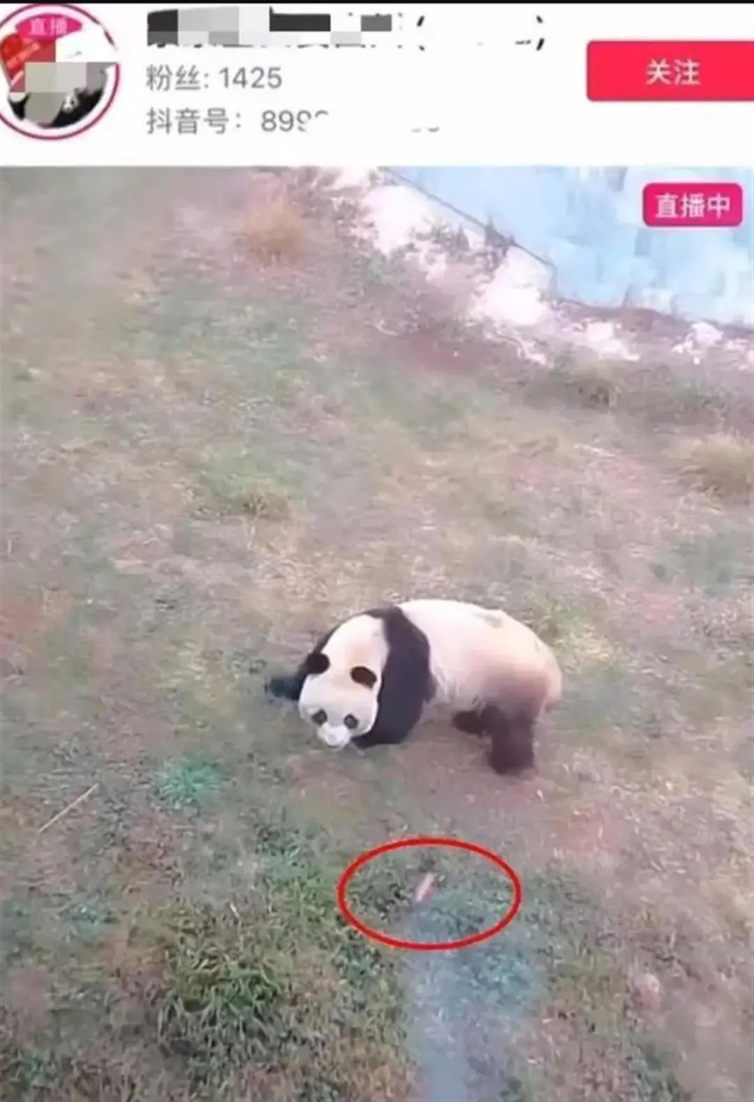 女子直播投喂大熊猫称“不怕举报”，黑红也是红？此路不通 ... ...