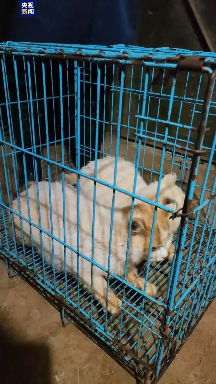 昆明动物园凌晨发布：猴山两只猫已安全移出，