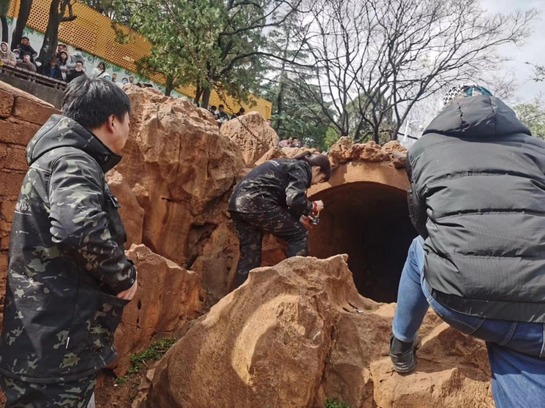 昆明动物园两只猫咪已抵达北京新家，状态良好