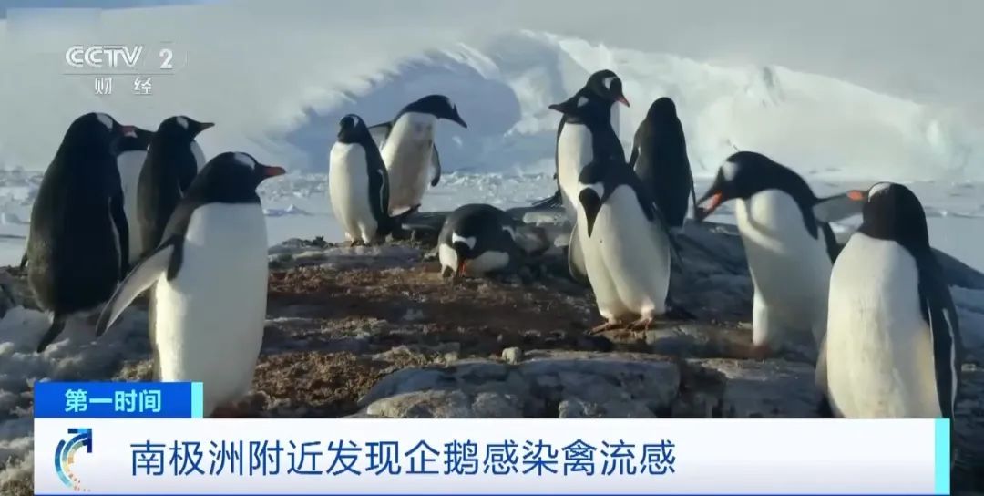 南极洲附近发现企鹅感染禽流感