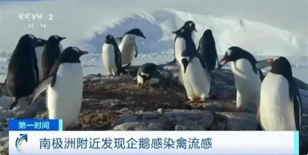 南极出现禽流感病毒，已有至少200只企鹅死亡