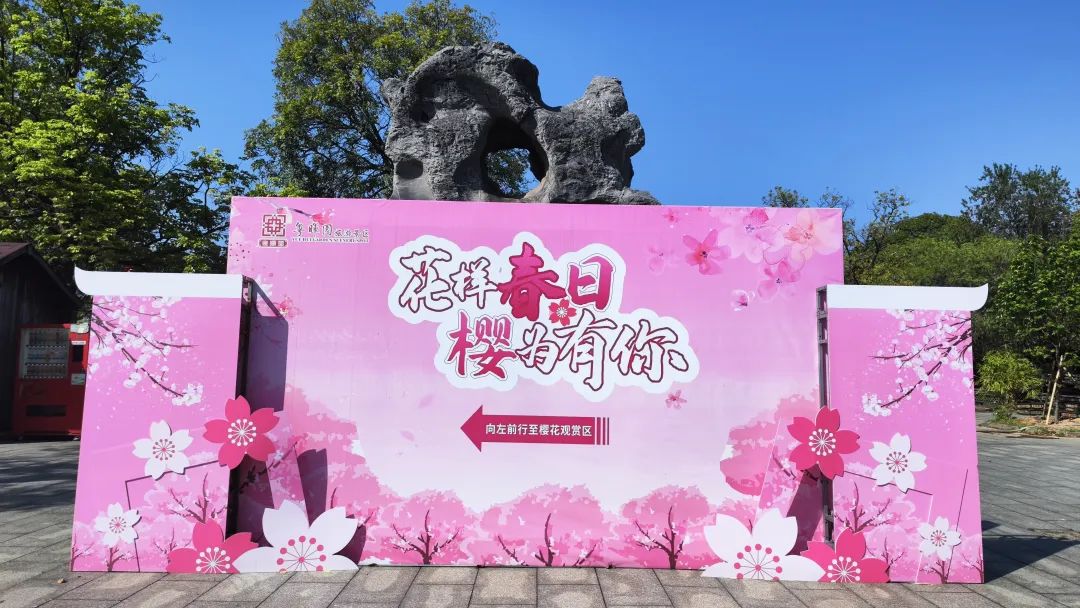 真的在东莞！这片“樱花海”藏不住了，明后天抓紧去