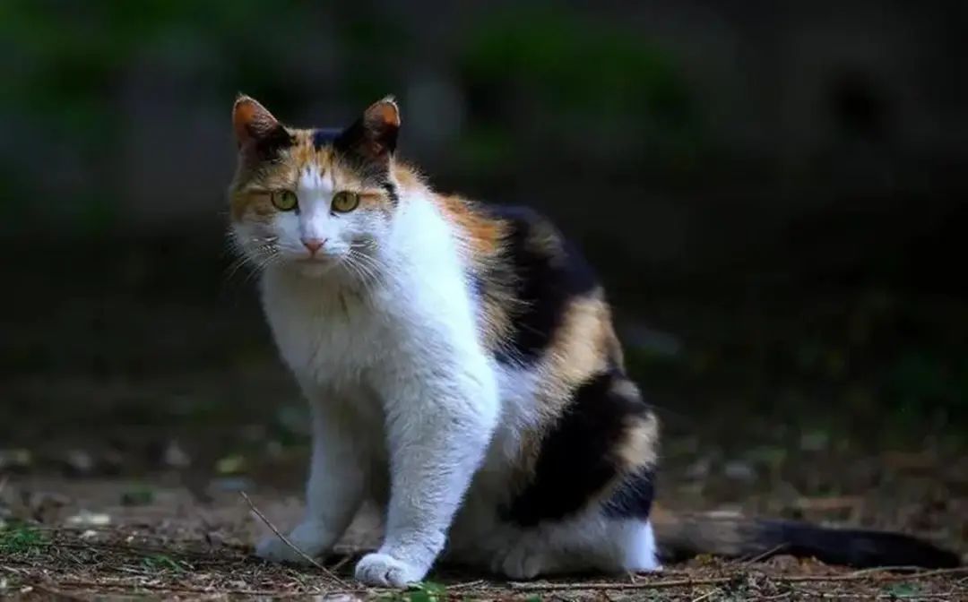 男子被流浪猫绊倒受伤，投喂者赔偿24万元，法院提醒