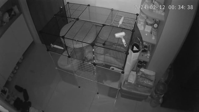 客厅面目全非，猫咪惨死！夫妻崩溃，“凶手”竟是它，很多家庭都有…消防测试：15分钟 ...