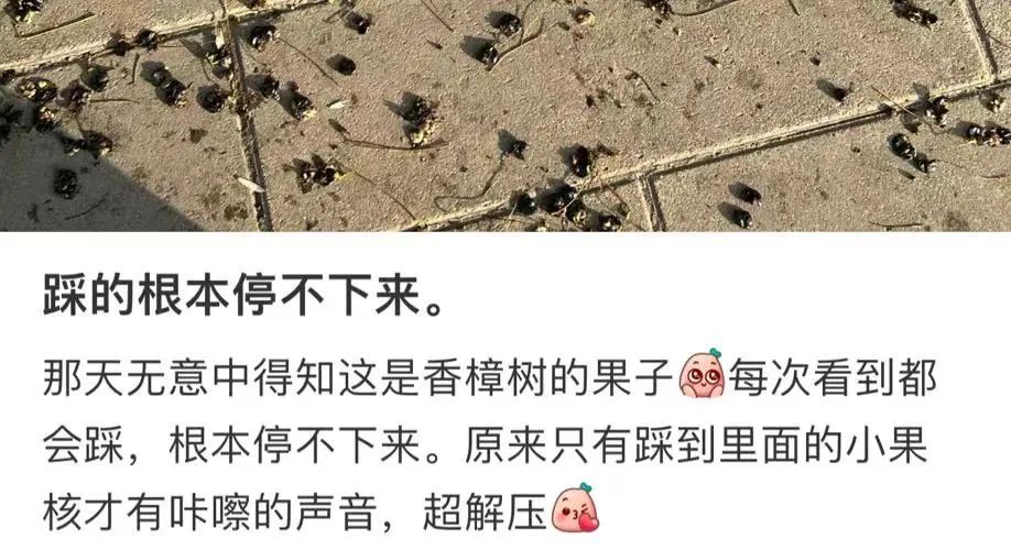 杭州街头大量出现！网友：躲不开，根本躲不开……
