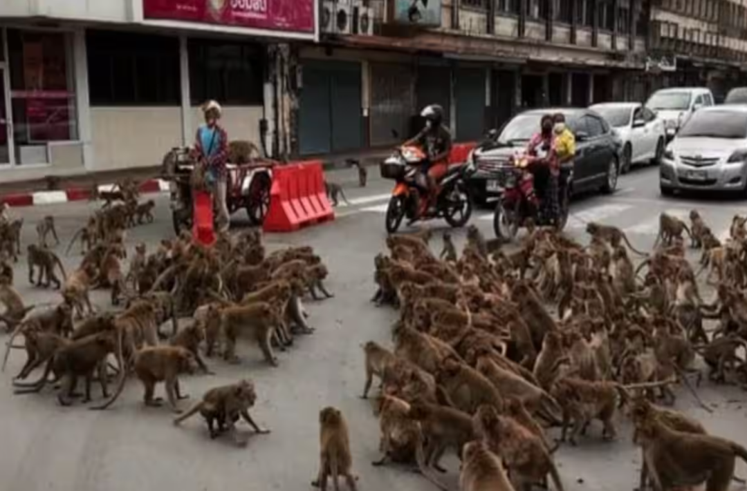 数千只猴子爆发“帮派冲突”，37只带头猴落网！泰政府：绝育 ... ...
