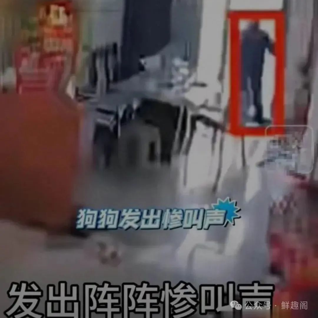 反转了！砍死3只狗后续：小姑子痛批嫂子，还原真相，果然有内情 ... ...