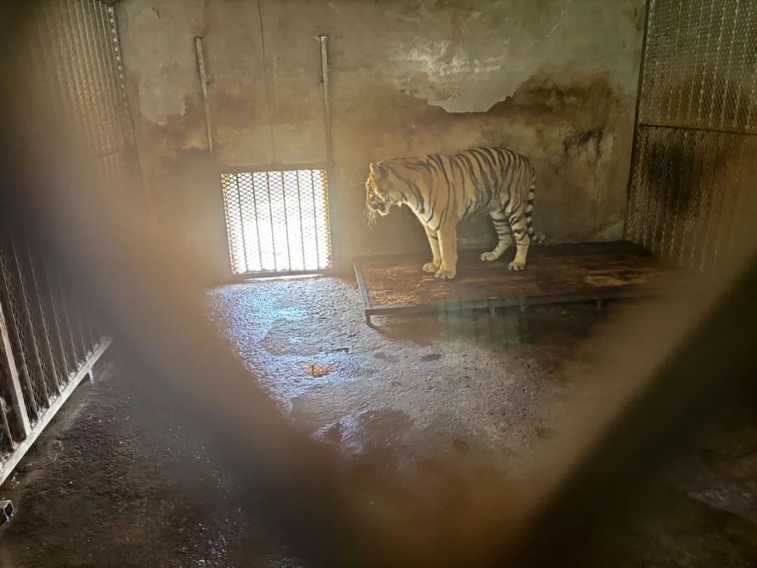 野生动物园20只东北虎死亡！细节披露