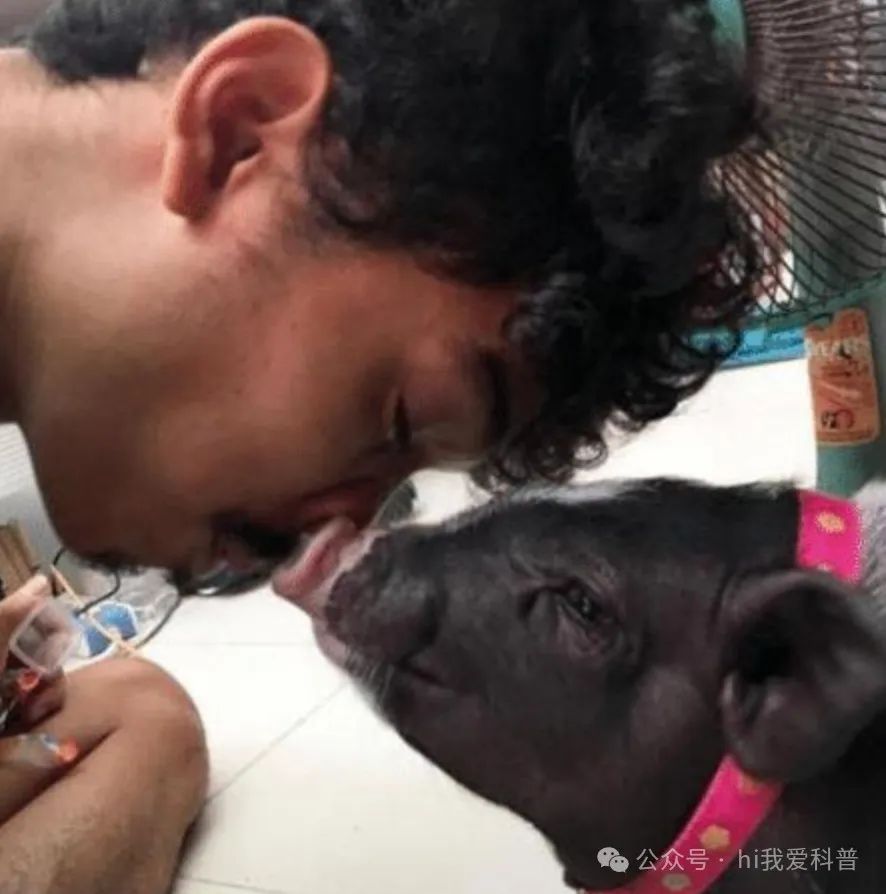 泰国男子爱上母猪，不顾家人反对和母猪结婚，婚后生活让人大跌眼镜！ ...