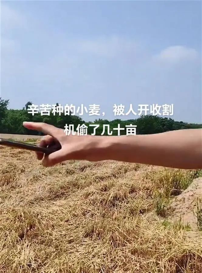 网友：几十亩小麦被人开着收割机偷了！当地警方已介入