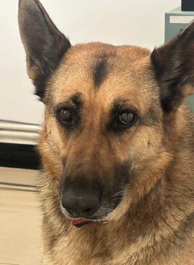 一则寻狗启事称“警犬被偷”，派出所回应：是真的，是特警大队的 ... ...
