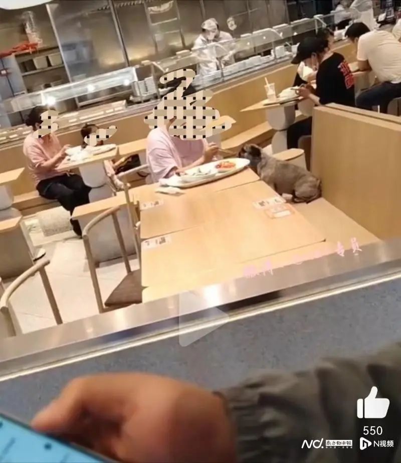 女子与狗共用一双筷子进餐引争议！各方回应