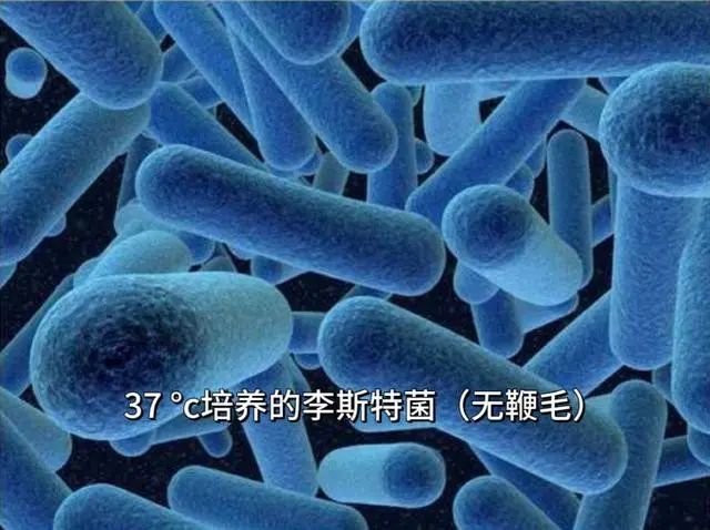 一杯下肚，孕妈发高烧，宝宝早产休克！这种细菌冰箱里常见，严重可致死 ... ...