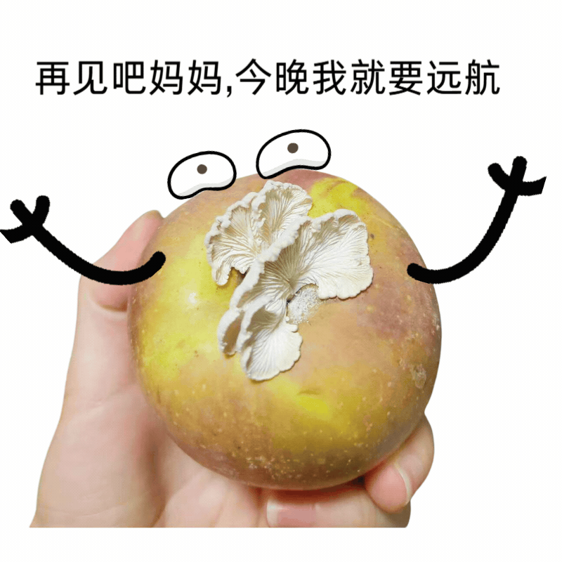 苹果长蘑菇，中科院博士求购！能吃的日子有了......