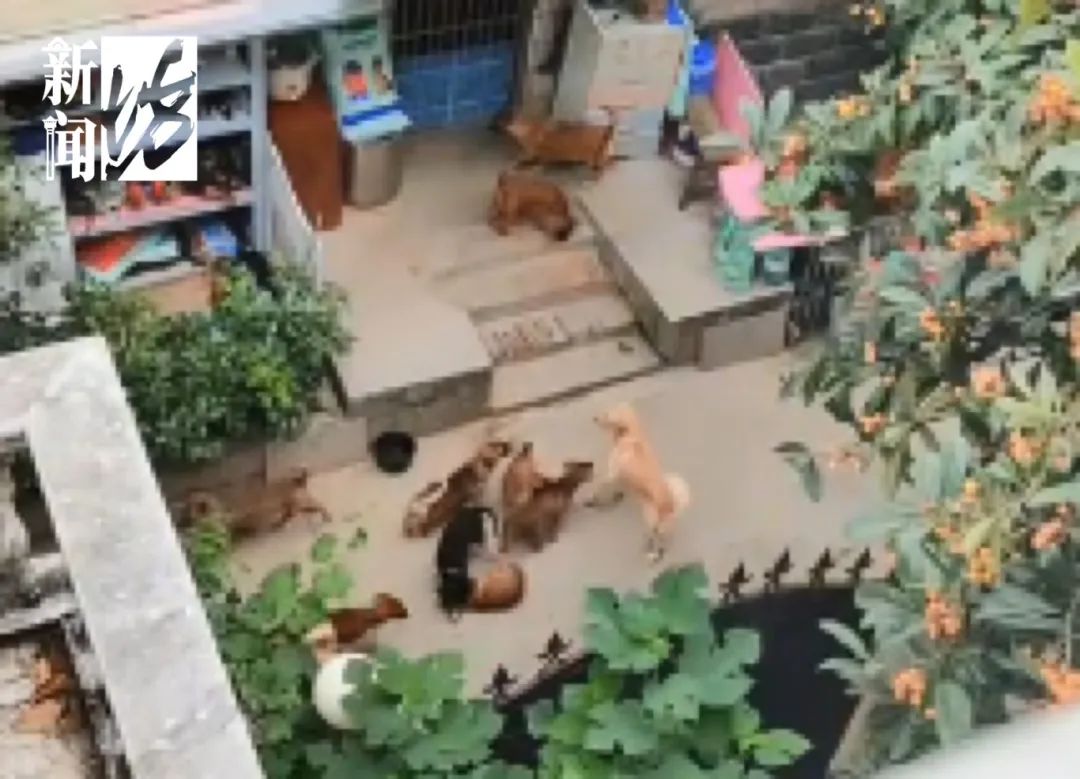 事发上海小区！有人每天放出几十只狗，画面令人窒息...什么情况？ ... ...