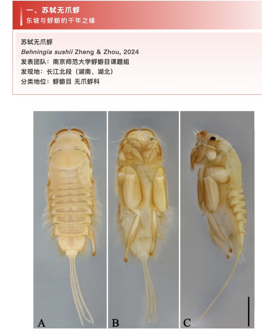 新物种取名“苏轼”，网友“贴脸开大”！命名者回应争议...... ... ...
