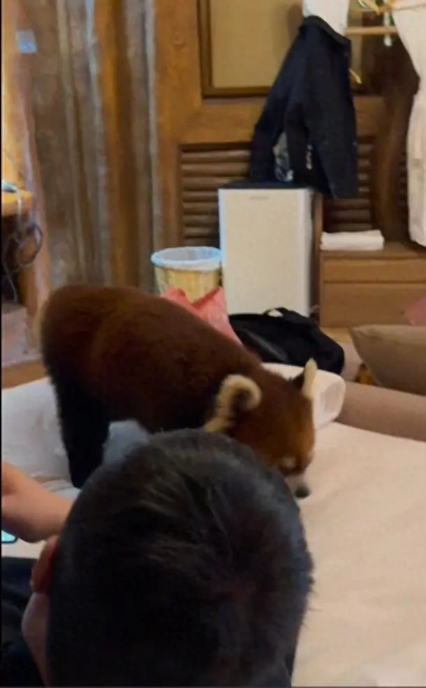 女子称住野生动物园区酒店，小熊猫跳上床咬伤老公，手肘淤青留下牙印！园区回应：会定 ...