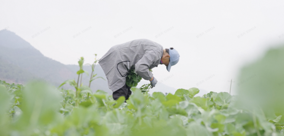 这种青菜突然火了，约20元每斤！网友：击中广东阿妈的“心趴” ... ... ...