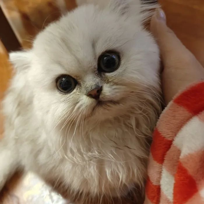 “免费领养”套路多，猫咪死了仍还贷