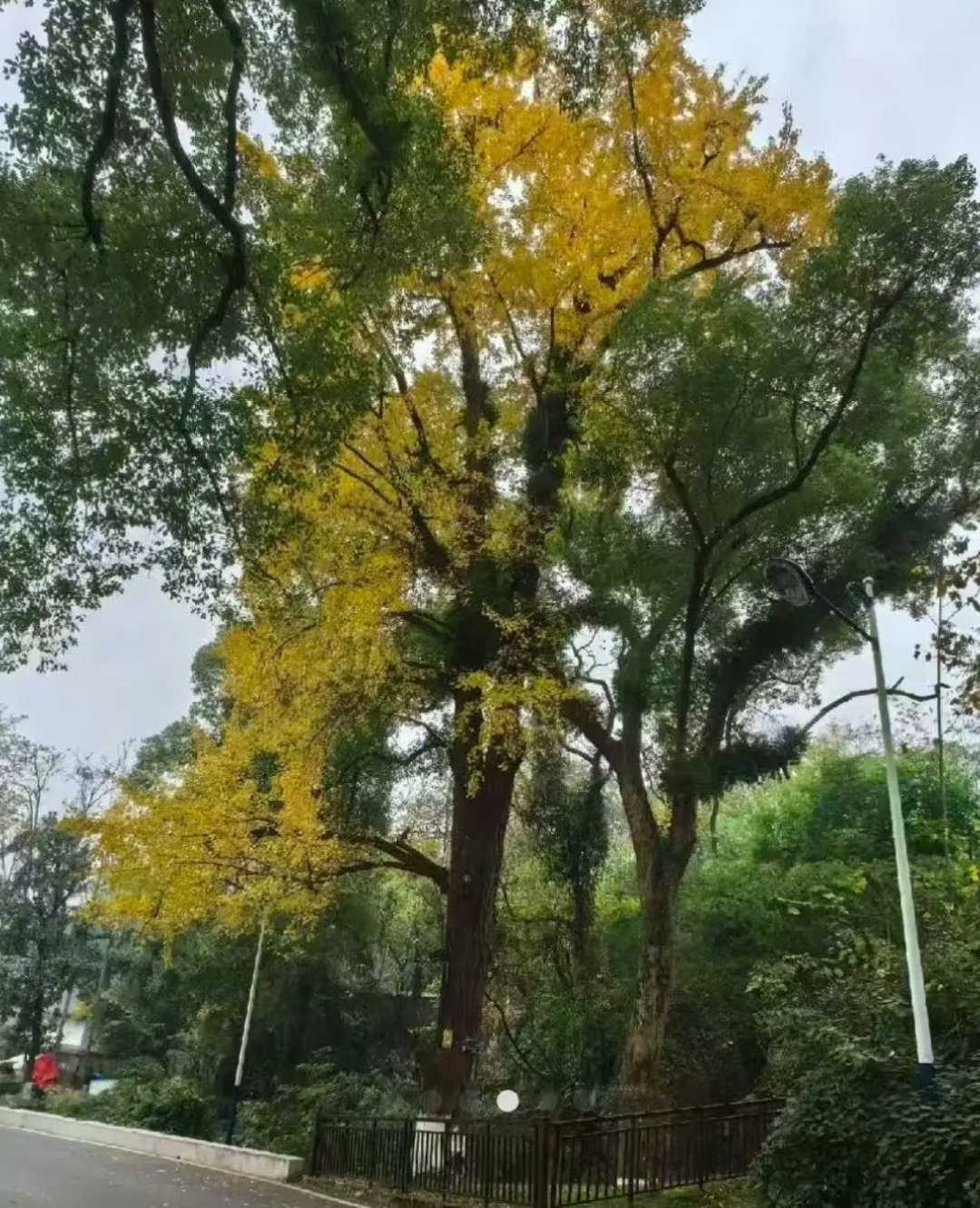 一中学300年银杏树遭校外人员砍伐！曾被学生称为“记忆最深的美景”……学校已报警 .. ...