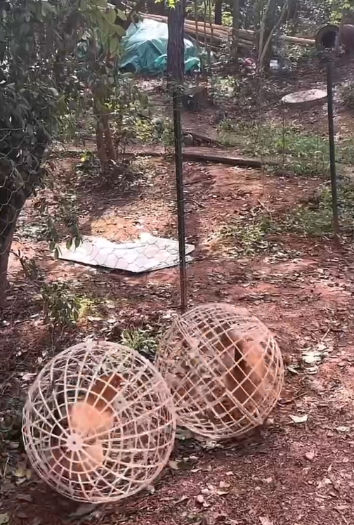 衡阳一农家乐自制“滚滚笼”养鸡，顾客抓鸡更方便，网友：这算圈养还是散养 ... ...