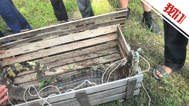江西一景区多只鳄鱼“越狱”出逃，目击者：看到鳄鱼在现场被击毙，一只大概80斤到100  ...