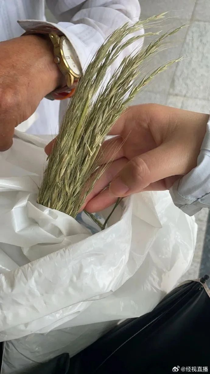 七旬老人独自进京，只为求证“这种植物是不是野生的原始旱稻” ... ...