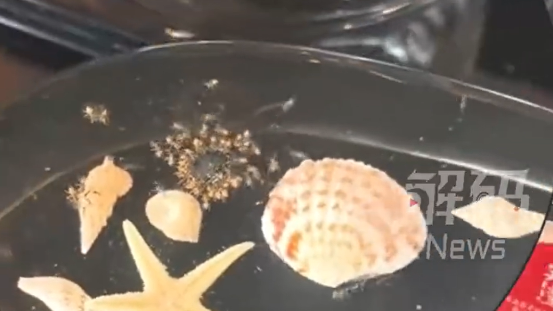 顾客称三亚超7000元一晚的酒店虫子成群，酒店方致歉：已免费升级房型，客人表示认可， ...