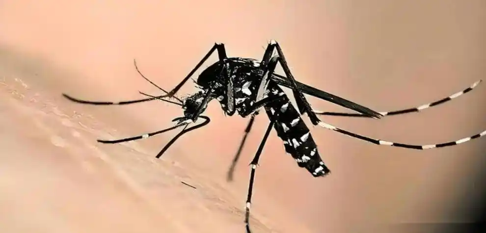 可能导致失明！基孔肯雅热出现新症状