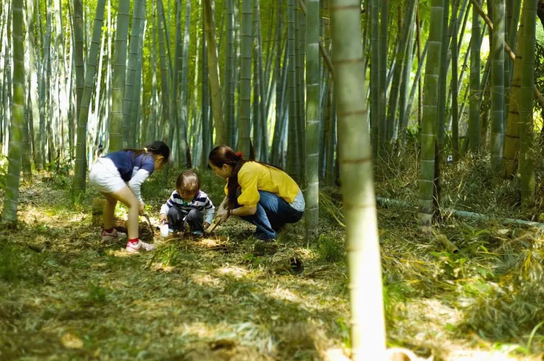 上山挖笋被“咬”，杭州大妈高烧呕吐差点没命！近期数十人中招 ... ...