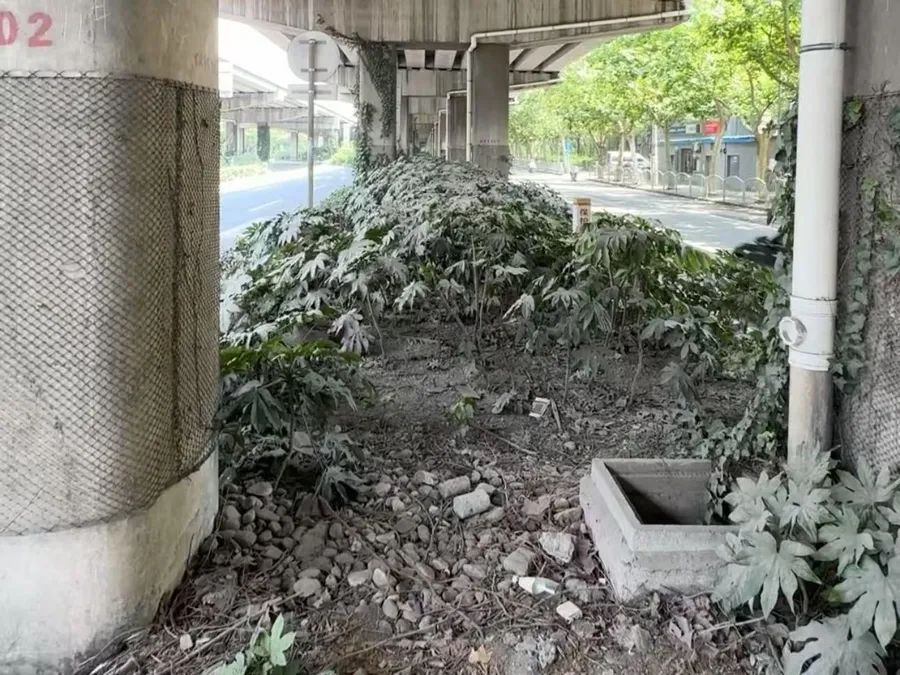 上海高架绿化带，20多个井盖缺失！部分竟成为“天然茅坑”…相关部门：已派人巡查整改 ...
