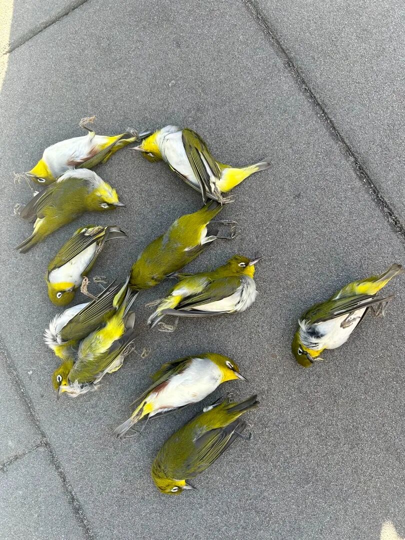 一座大厦楼下躺了14只鸟，12只已经死亡！竟是因为玻璃