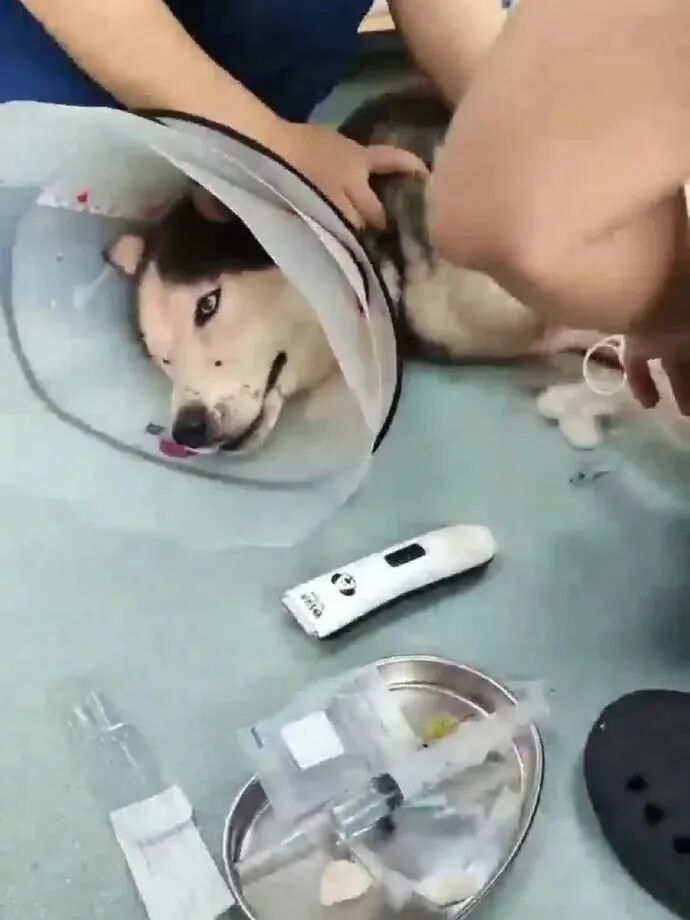 流浪哈士奇咬伤店主后被店主砍伤，因伤势较重被安乐死，店主个人信息被挂网上！官方通 ...