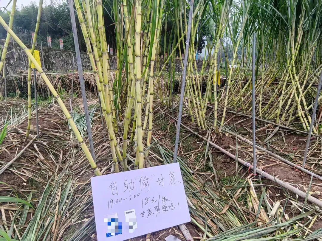 正大光明“偷”甘蔗，“小偷”们付了6000多元，图啥？