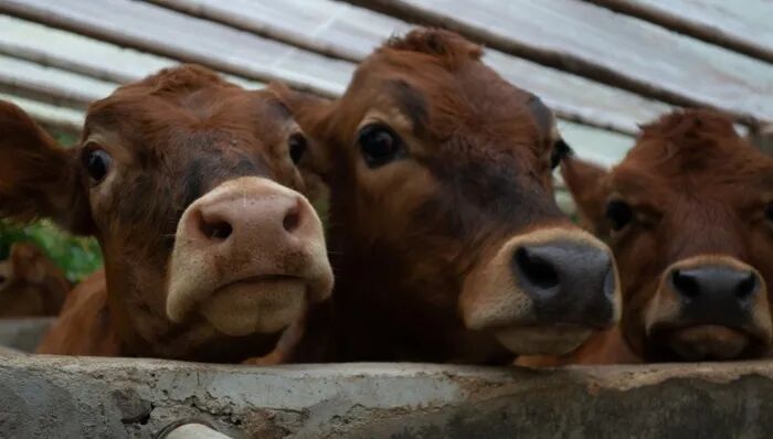 团伙收购200多头病死牛销售上百万，群众买到“臭牛肉”举报后26人获刑 ... ...