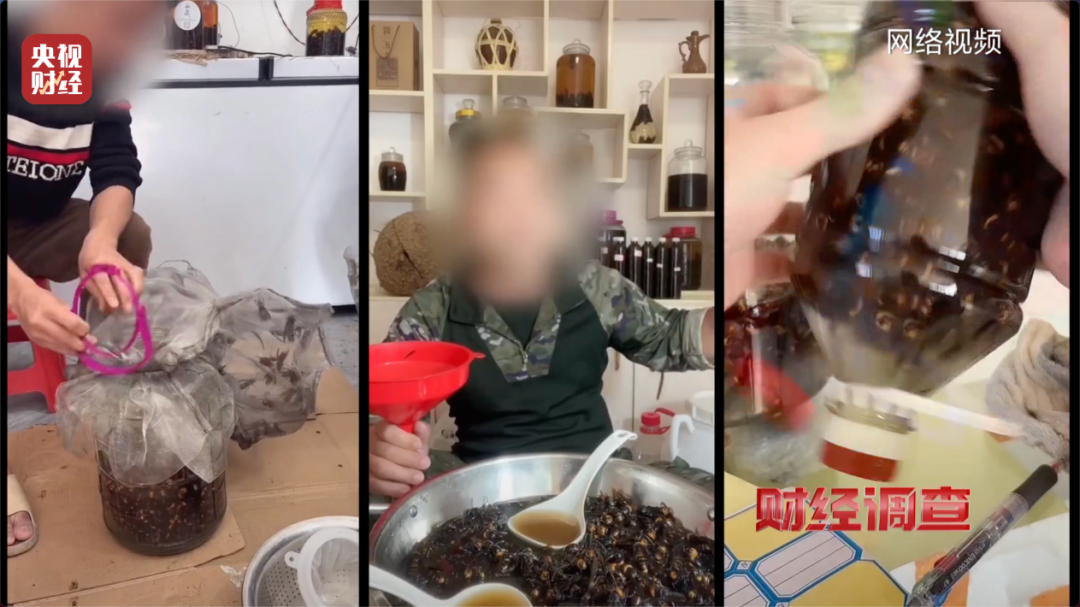 养殖户开6666元“杀人蜂”饲养课，这种生物攻击性极强、连“眼镜蛇都吃”！专家指出→ ...