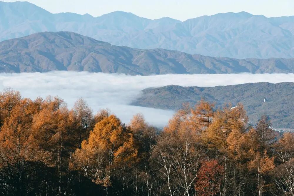 退退退！退订量飙升！有商家：退订超六成，官方重要提醒