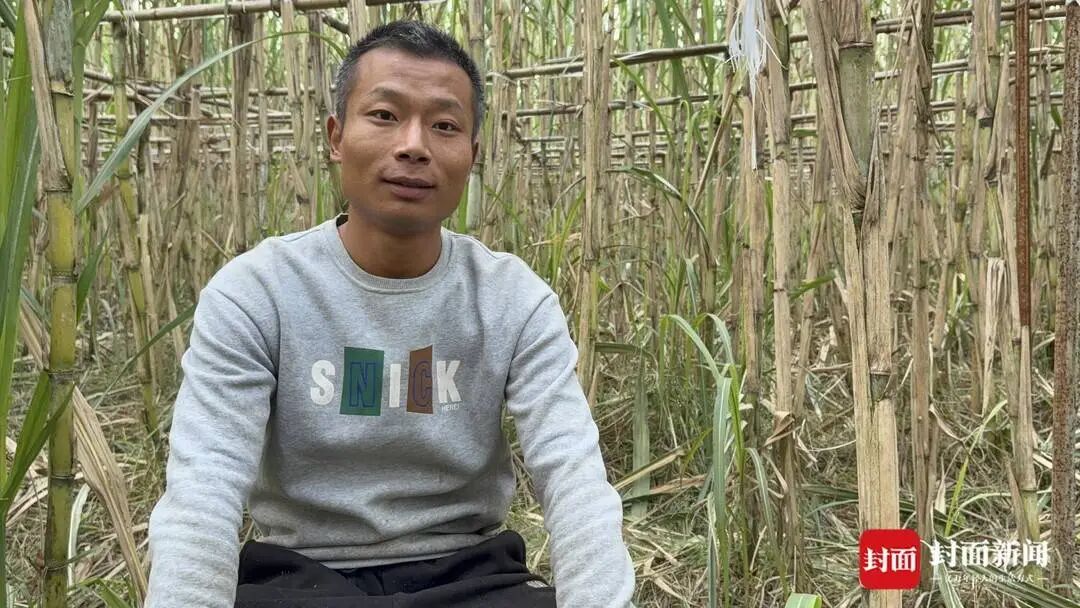 四川眉山真人版“偷”甘蔗火了！每天上千人“偷”，NPC带狗追逐 ... ...