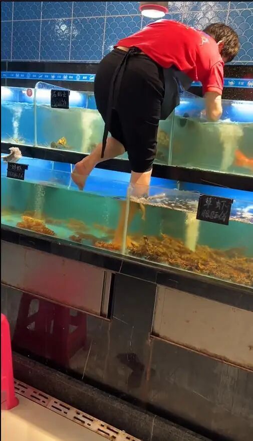 女子赤脚站在装虾的海鲜柜里做卫生，涉事商家：海鲜已下架，卖出去的会照价赔偿 ... ...