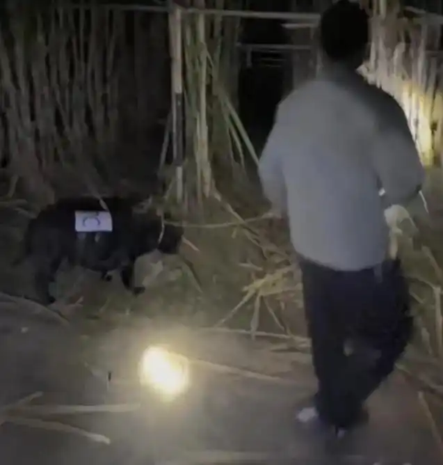 人和狗都累瘫了！9.9元的“农场偷甘蔗”爆火，老板：情况有点失控了，甘蔗地的游客呈  ...