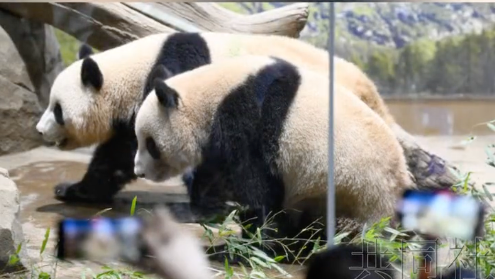 旅日大熊猫“晓晓”“蕾蕾”最新动态
