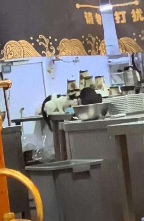 顺德一涮肉店后厨有猫进食引质疑，店员：整改中，但不会弃养 ... ... ...